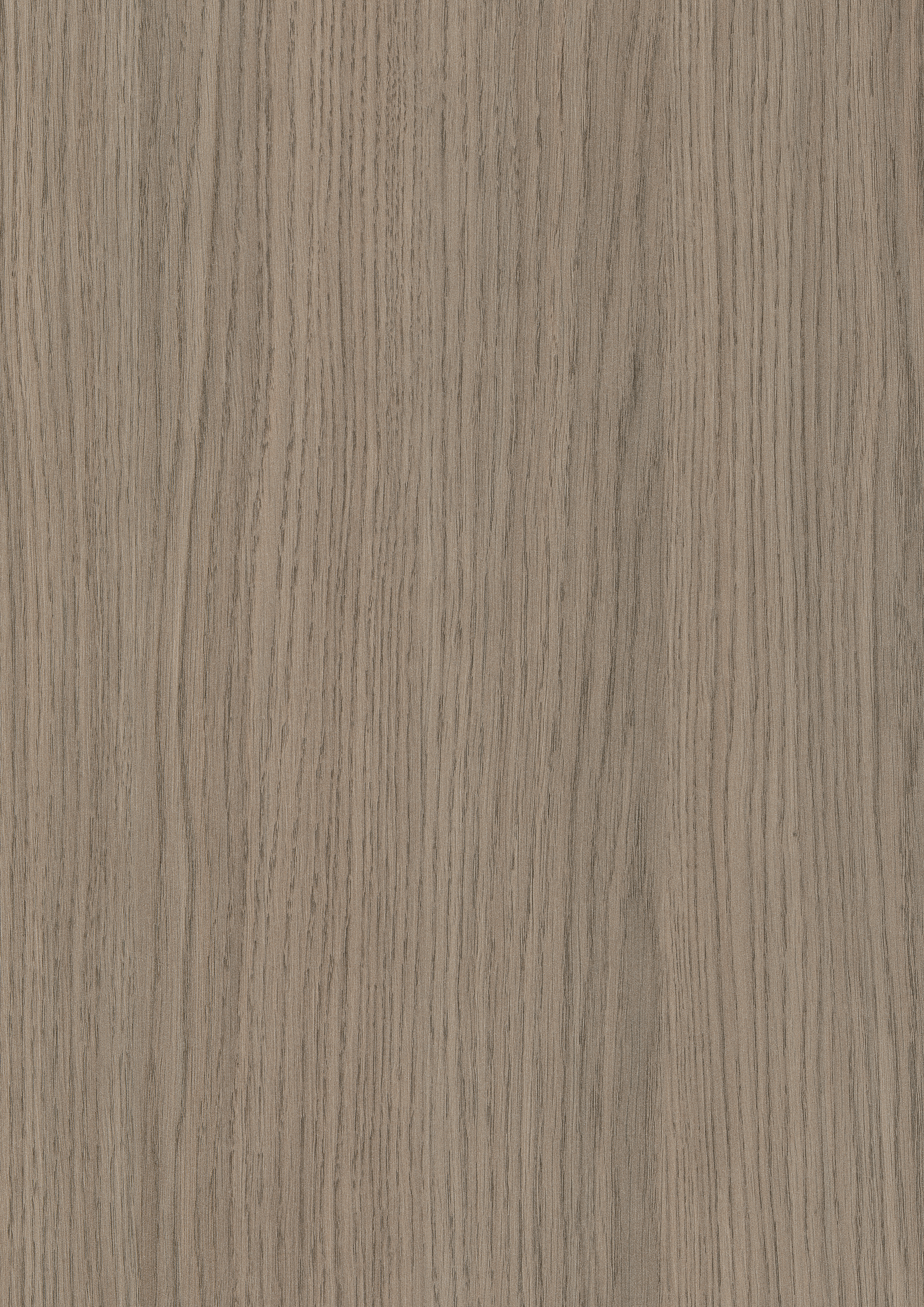 Egger Grey Vicenza Oak H3158 ST19 HPL surface pattern